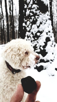 truffle hunting winter 0003